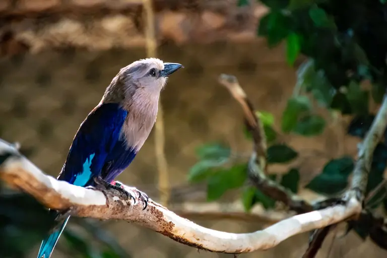 A vibrant bird with striking plumage sits elegantly on a tree branch.