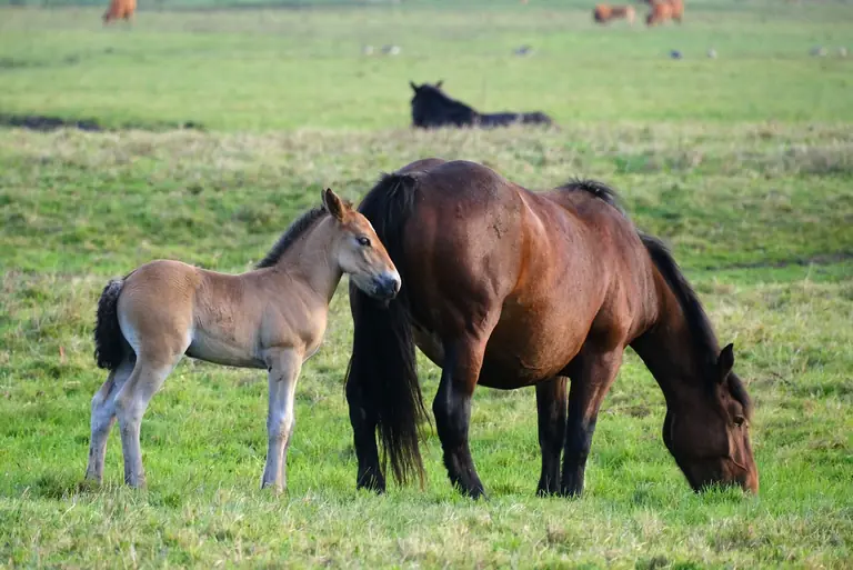 Beautiful mare and foal grazing peacefully in a serene green pasture.