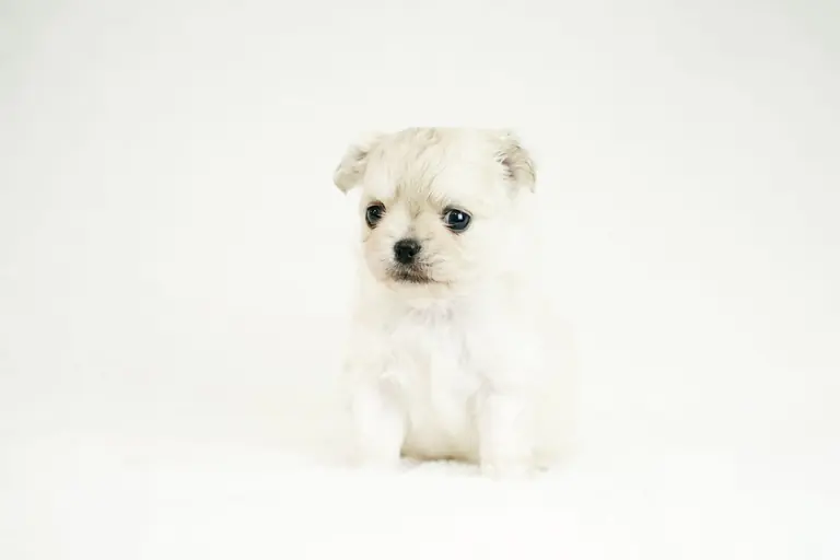 A cute fluffy puppy stands against a soft white snowy background, perfect for winter themes.